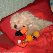 Photo de Coton de tulear