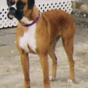 Photo de Boxer