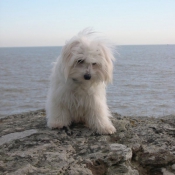 Photo de Coton de tulear