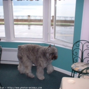 Photo de Bouvier des flandres