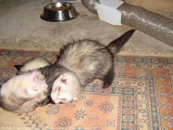 Photo de Furet