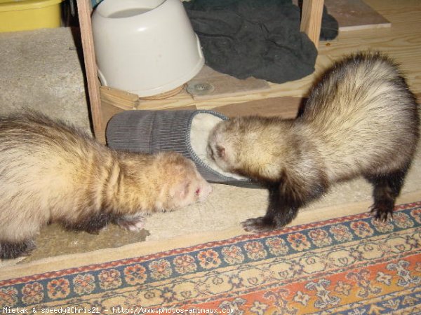 Photo de Furet