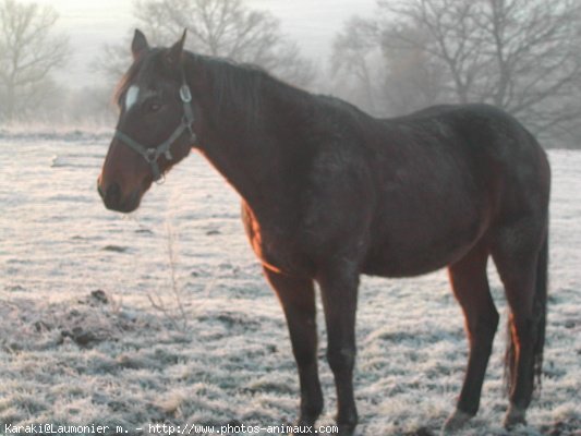 Photo de Trotteur franais