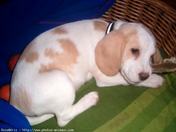 Photo de Beagle