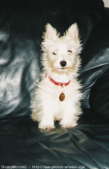 Photo de West highland white terrier