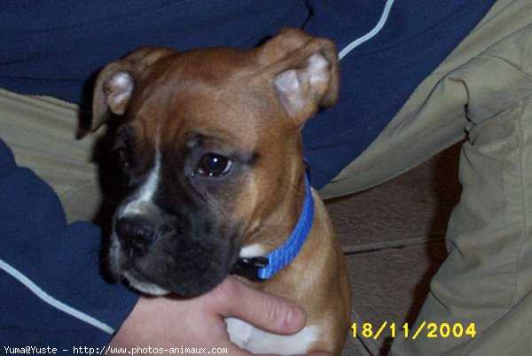 Photo de Boxer