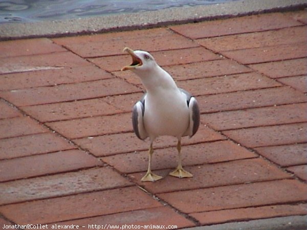 Photo de Mouette