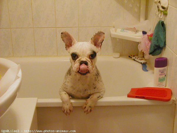 Photo de Bouledogue franais