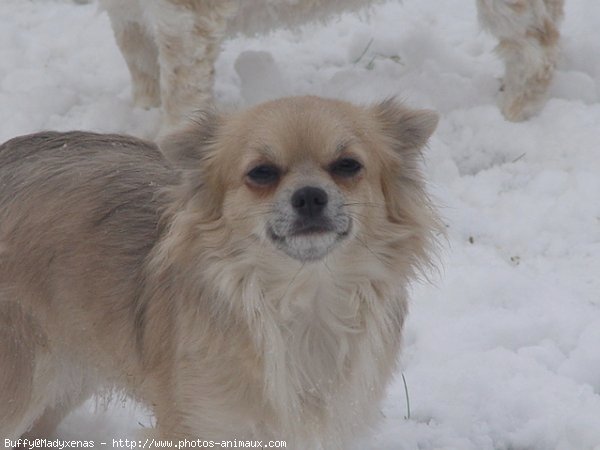 Photo de Chihuahua  poil court