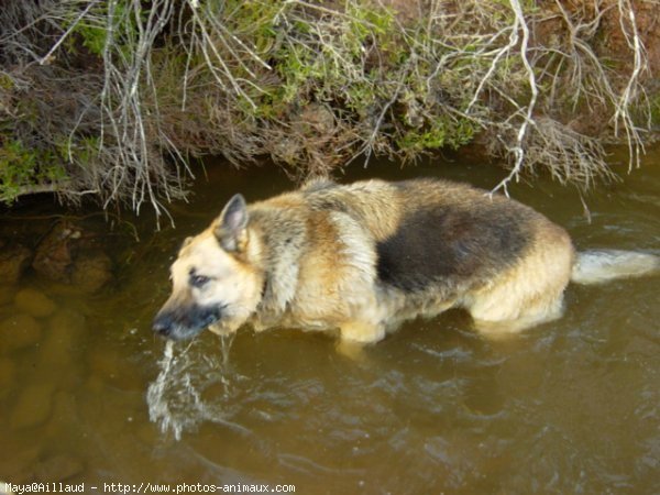 Photo de Berger allemand  poil court