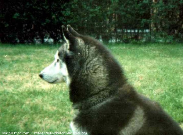 Photo de Husky siberien