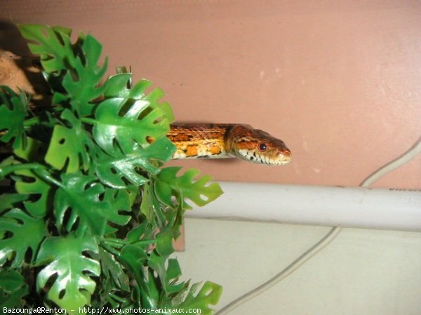 Photo de Serpent