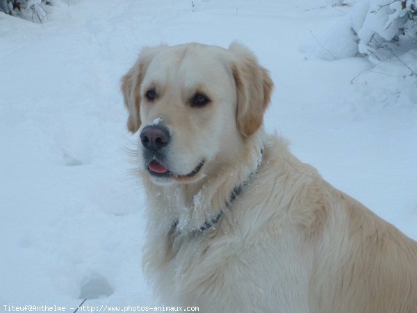 Photo de Golden retriever