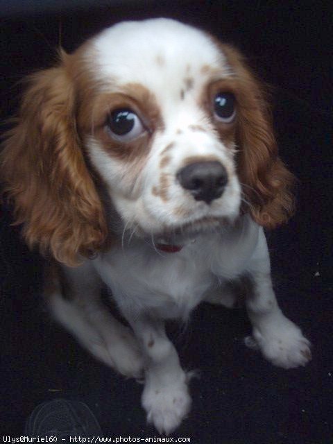 Photo de Cavalier king charles spaniel