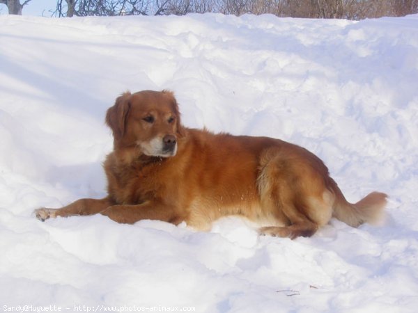 Photo de Golden retriever