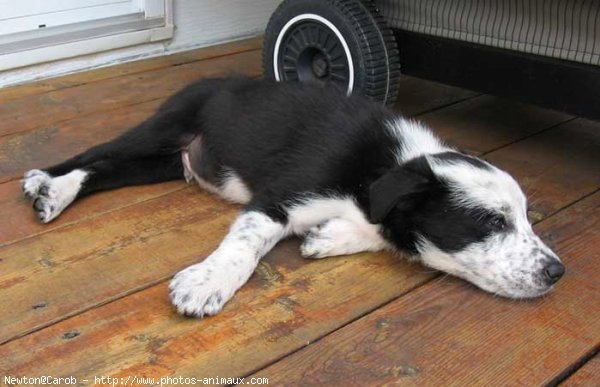 Photo de Border collie