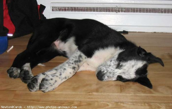 Photo de Border collie