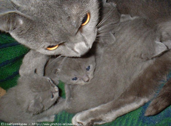 Photo de Chartreux