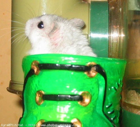 Photo de Hamster