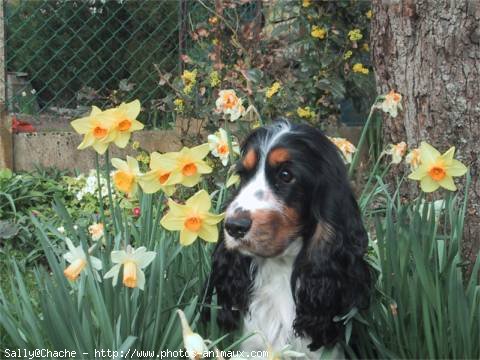 Photo de Cocker anglais