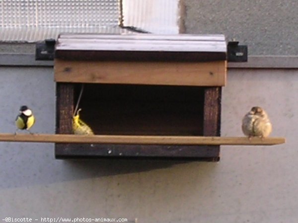 Photo de Races diffrentes