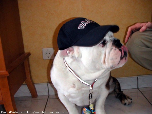 Photo de Bulldog