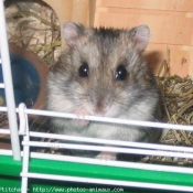 Photo de Hamster