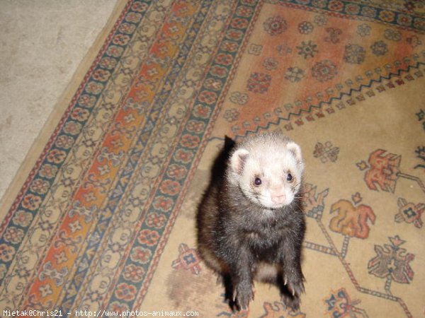 Photo de Furet