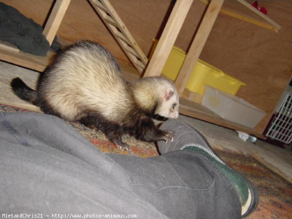 Photo de Furet