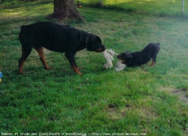 Photo de Rottweiler