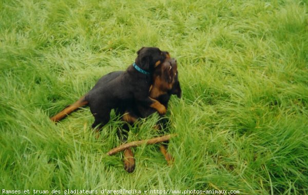 Photo de Rottweiler