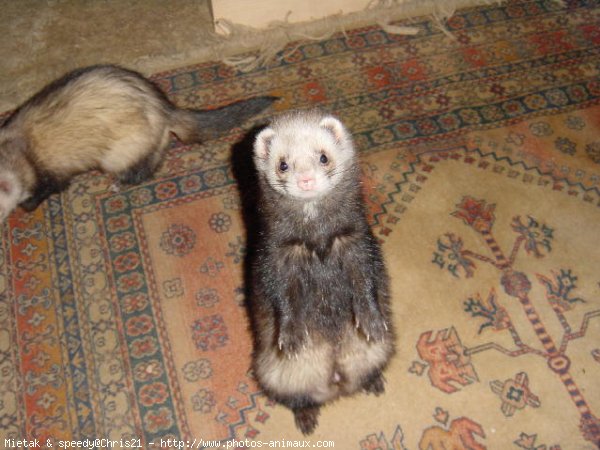 Photo de Furet