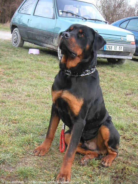 Photo de Rottweiler