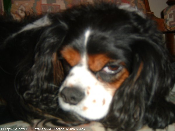 Photo de Cavalier king charles spaniel