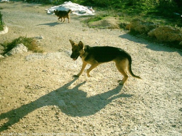 Photo de Berger allemand  poil court