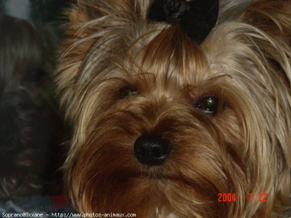 Photo de Yorkshire terrier