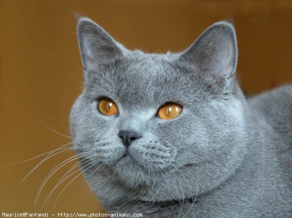 Photo de British shorthair