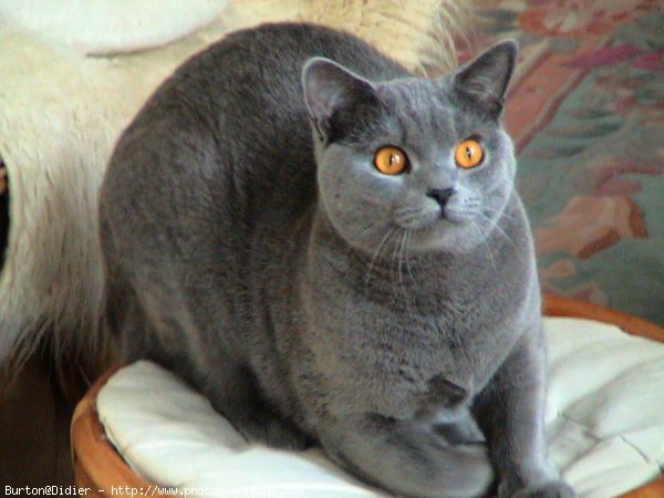 Photo de Chartreux