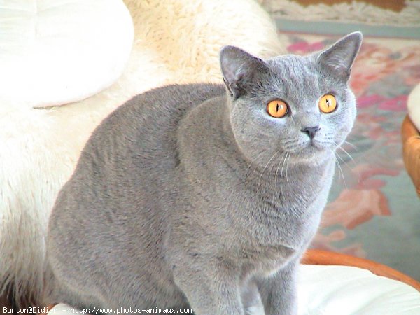 Photo de Chartreux