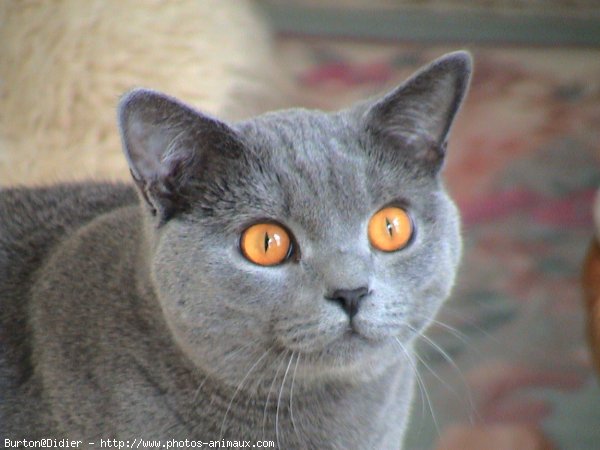 Photo de Chartreux