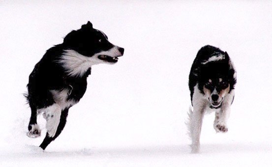 Photo de Border collie