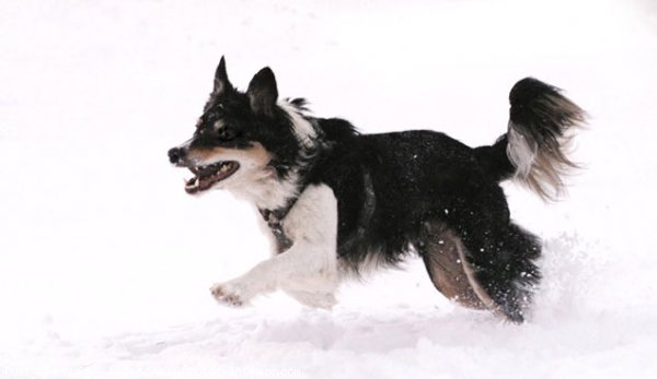 Photo de Border collie