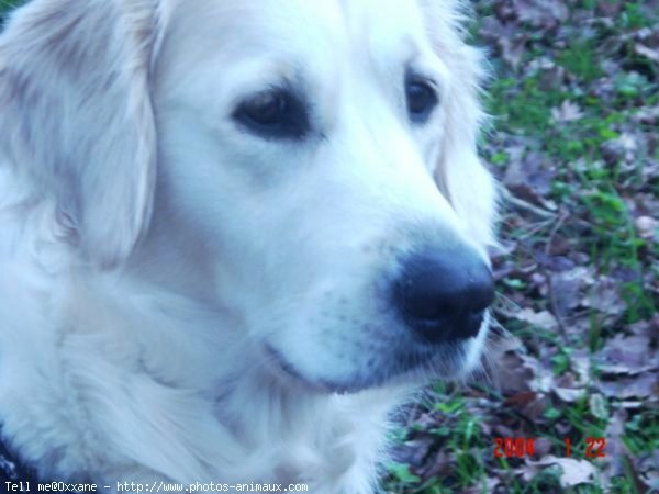 Photo de Golden retriever