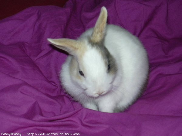 Photo de Lapin