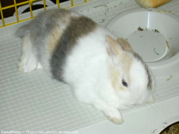 Photo de Lapin