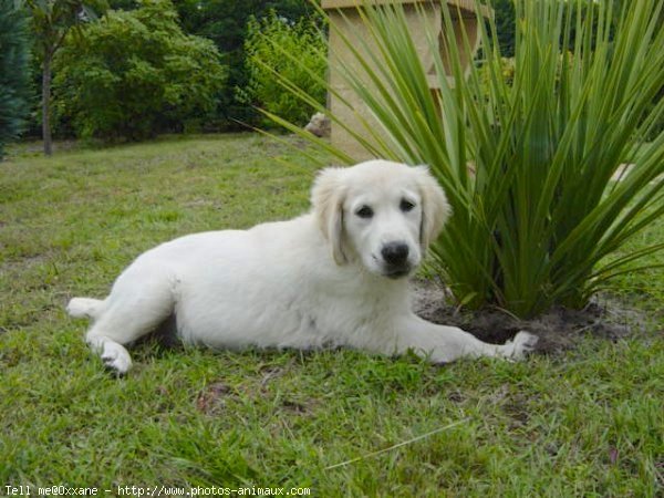 Photo de Golden retriever