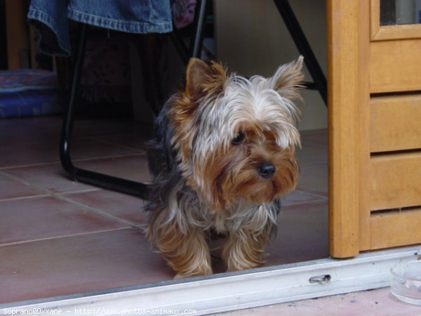 Photo de Yorkshire terrier