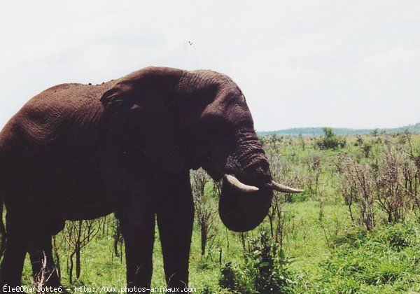 Photo d'Elphant d'afrique