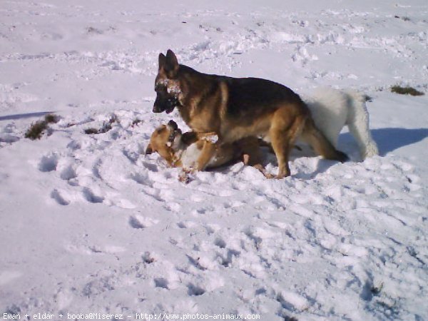 Photo de Races diffrentes