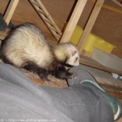 Photo de Furet